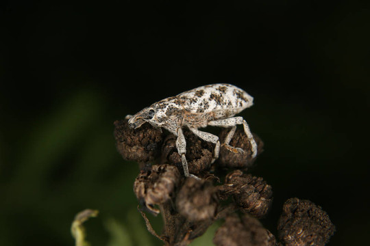 Weevil（象鼻蟲）
