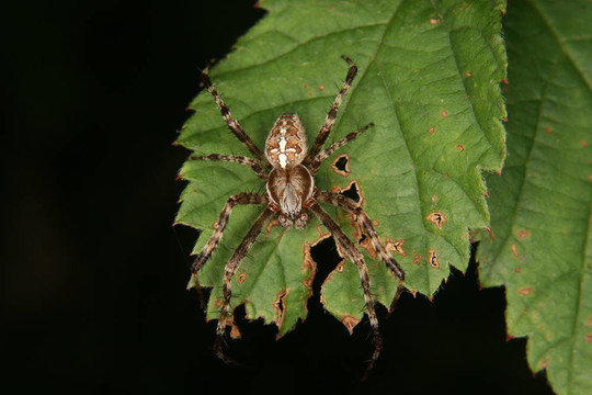 十字園蛛（Araneus diadematus）
