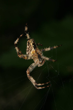 十字園蛛（Araneus diadematus）