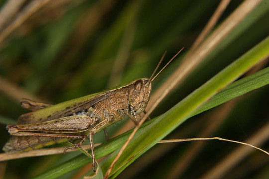 場蝗蟲（Chorthippus apricarius）