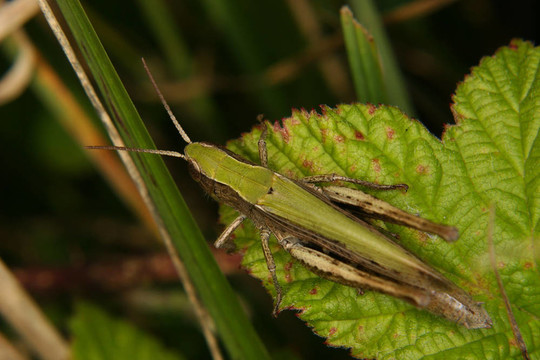 場蝗蟲（Chorthippus apricarius）