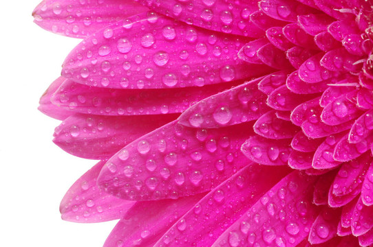 太陽(yáng)花