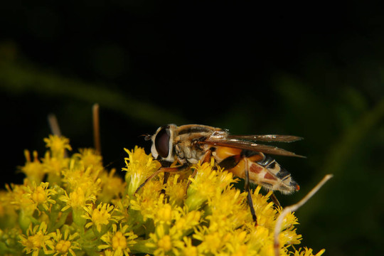 Marmalade hoverfly（Episyrphus balteatus）