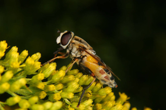 Marmalade hoverfly（Episyrphus balteatus）