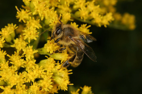 西方蜜蜂（Apis mellifera）