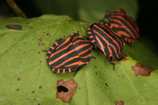 條蟲子（Graphosoma lineatum）