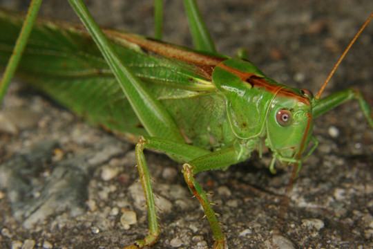 大綠蚱蜢（Tettigonia viridissima）