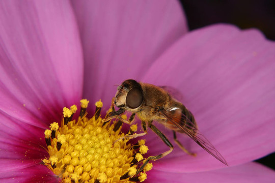 蜂蠅（Eristalis tenax）