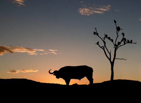 在非洲的buffelo和禿鷲在日落Sillouette