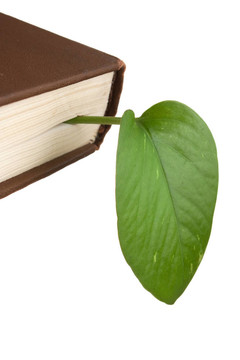 書中的綠葉書簽