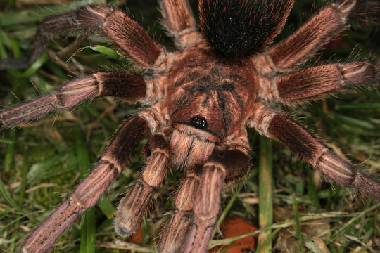 Tarantula（phormictopus cochleasvorax）