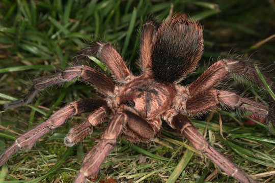Tarantula（phormictopus cochleasvorax）