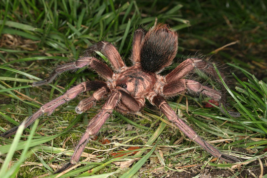 Tarantula（phormictopus cochleasvorax）