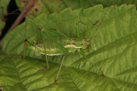 斑點布什蟋蟀（Leptophyes punctatissima）