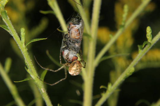 四點圓蛛（Araneus quadratus）