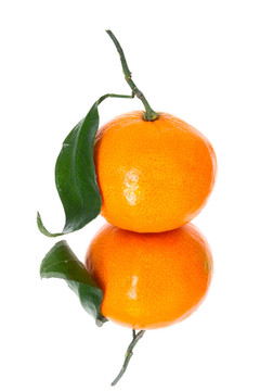 Tangerine夜店的葉子