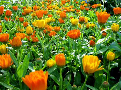 金盞花