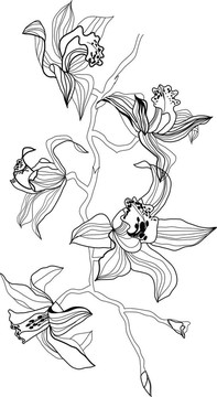 蘭花