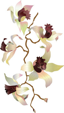 蘭花科1