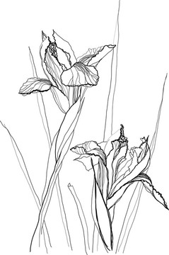 畫(huà)的鳶尾花