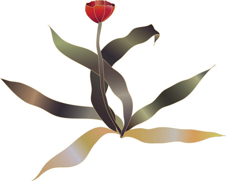 紅色郁金香花素描