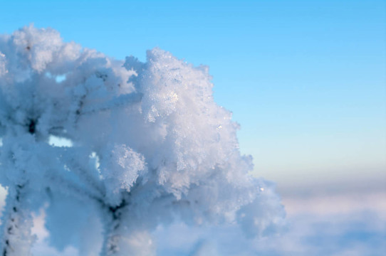 Frozenned flower的冬景。