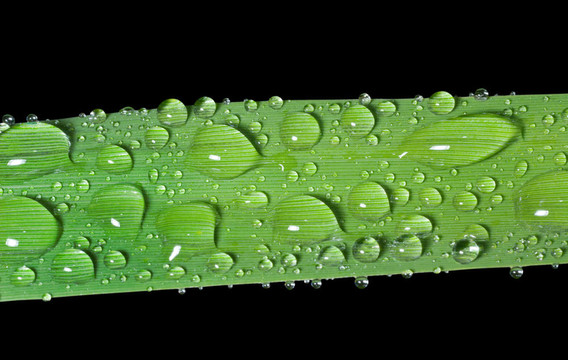 雨滴1的草