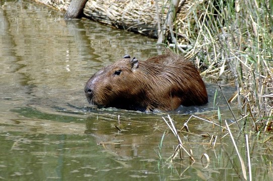 Capybara（Hydrochoerus hydrochaeris
