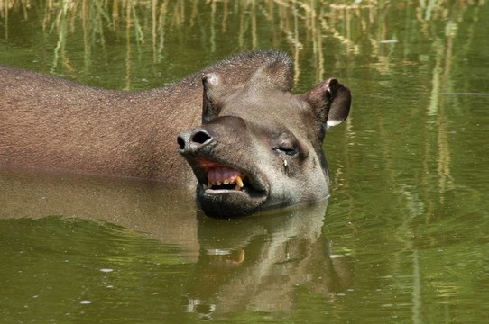 低地貘（Tapirus terrestris）
