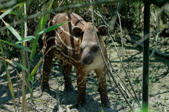 低地貘（Tapirus terrestris）