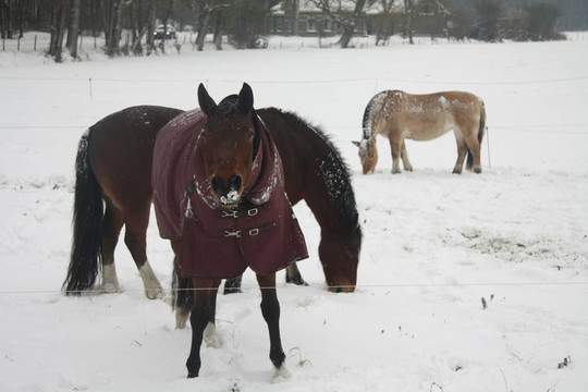 在雪中的馬