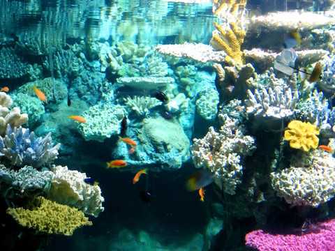 豐富多彩和充滿活力的水族館