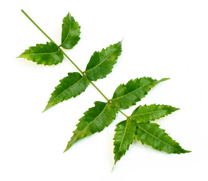 Herbal Neem離開(kāi)