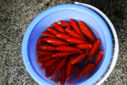 釣小魚
