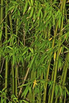 竹子能很快克服一個花園