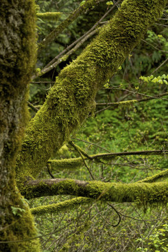 苔蘚常在森林茂盛潮濕的地區(qū)發(fā)現(xiàn).