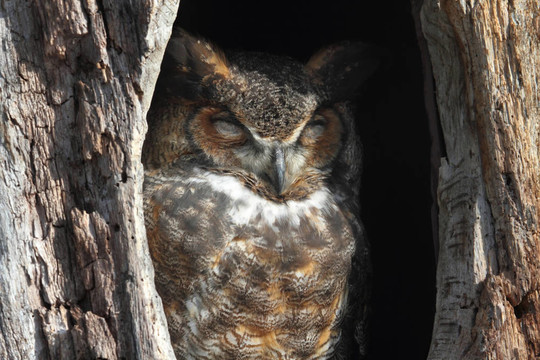 大角貓頭鷹（Bubo virginianus）