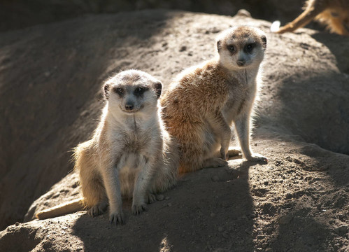 suricates