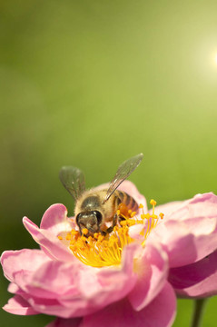 蜜蜂