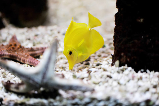 熱帶魚