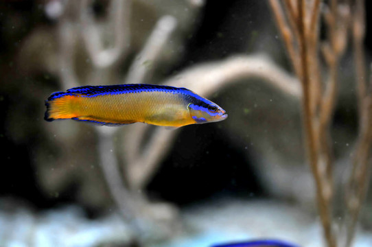 珊瑚魚(yú)
