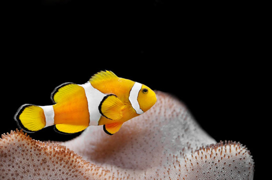 魚