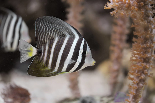 高鰭刺尾魚屬