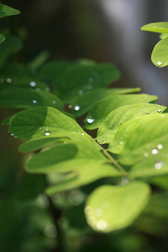花雨