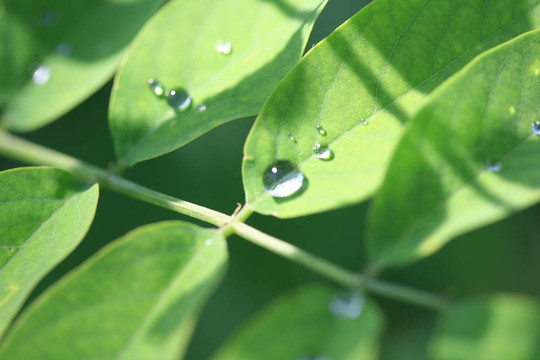 花雨