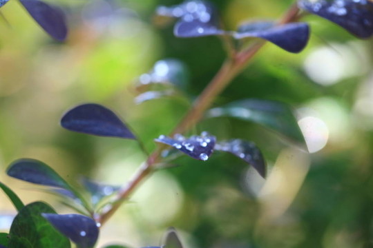 花雨