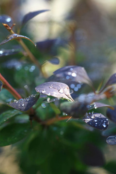 花雨