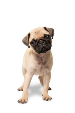 法國(guó)斗牛犬