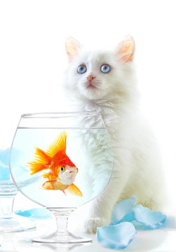 貓和魚