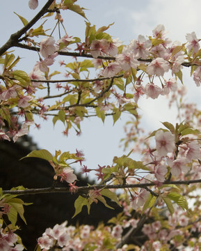 櫻花